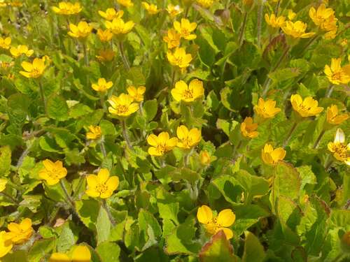 Bild von Goldaster, Goldauge