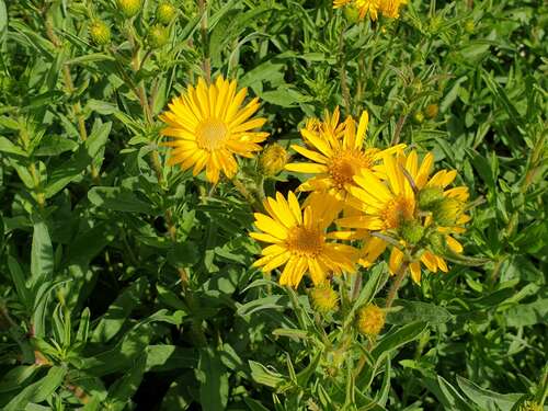 Bild von Heterotheca Chrysopsis villosa Golden-Sunshine