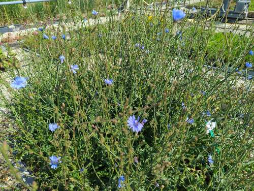 Bild von Cichorium intybus