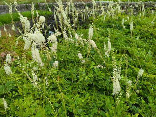 Bild von Actaea racemosa