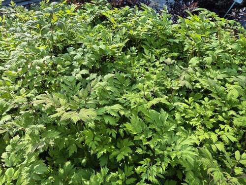 Bild von Actaea ramosa