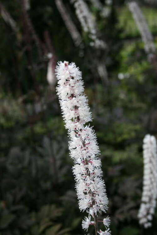 Bild von Actaea ramosa Rotbach