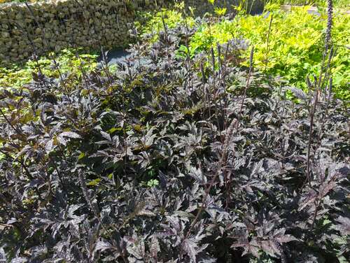 Bild von Actaea simplex Pink-Spike