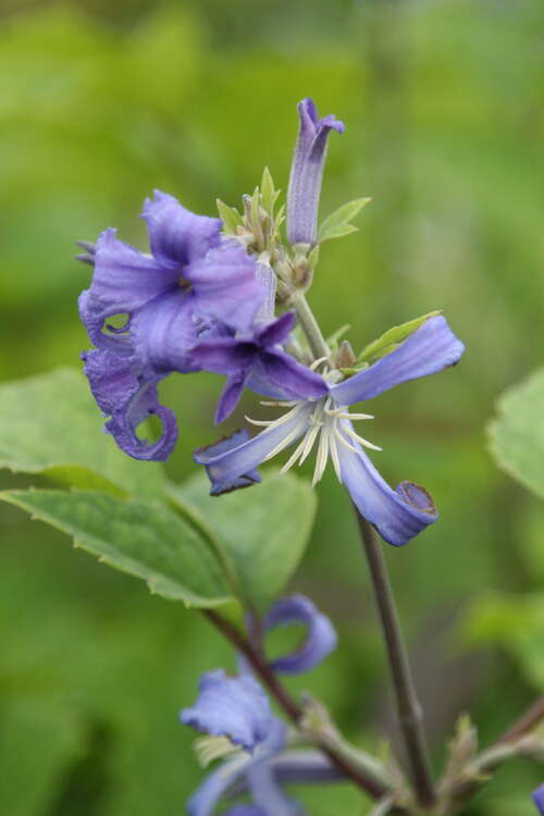 Bild von Krautige Garten-Waldrebe