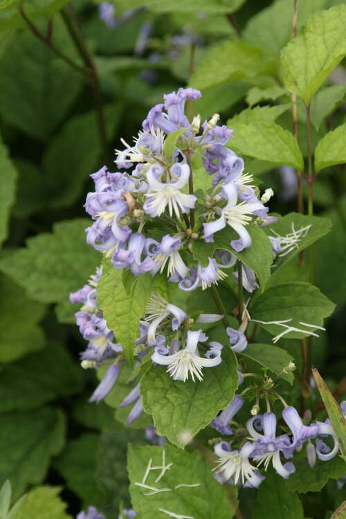 Bild von Krautige Garten-Waldrebe