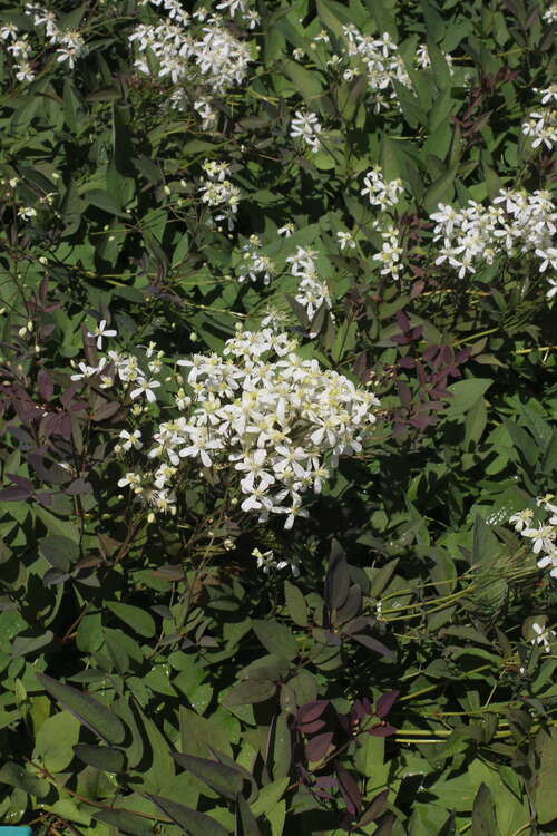 Bild von Clematis recta Atropurpurea