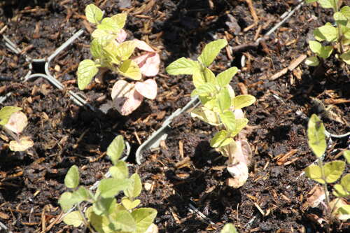 Bild von Clinopodium vulgare