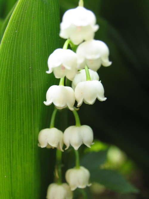 Bild von Convallaria majalis