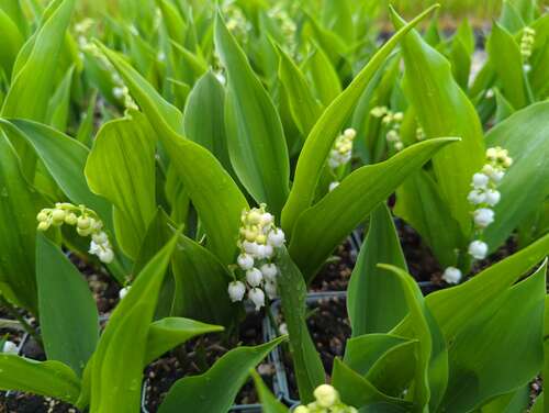 Bild von Convallaria majalis Grandiflora