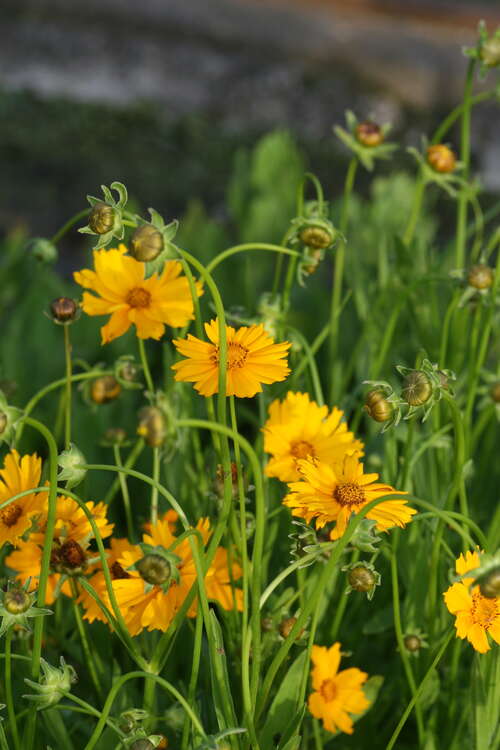 Bild von Großblumiges Mädchenauge