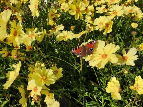 Bild von Coreopsis x-cultorum Full-Moon