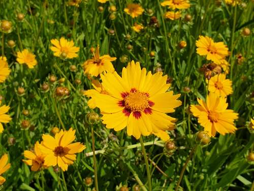 Bild von Coreopsis lanceolata Sterntaler
