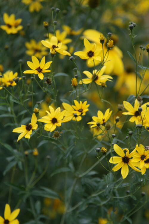 Bild von Coreopsis tripteris