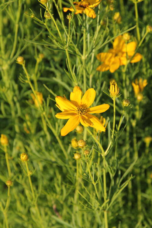 Bild von Coreopsis verticillata Grandiflora