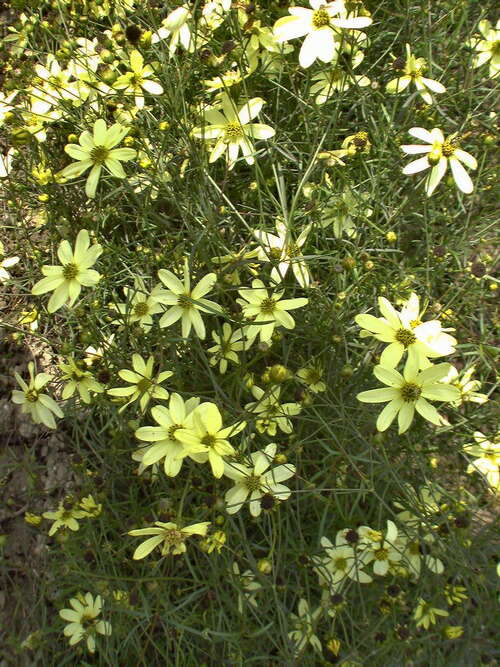 Bild von Coreopsis verticillata Moonbeam