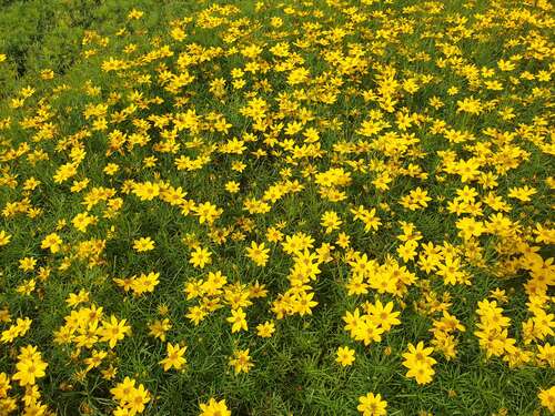 Bild von Coreopsis verticillata Zagreb
