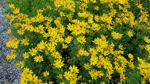 Bild von Coreopsis palmata Johannes