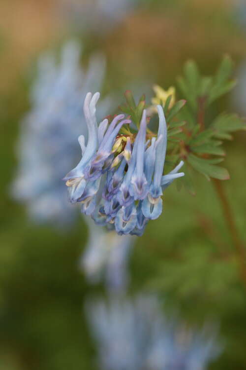 Bild von Gebogener Garten-Lerchensporn
