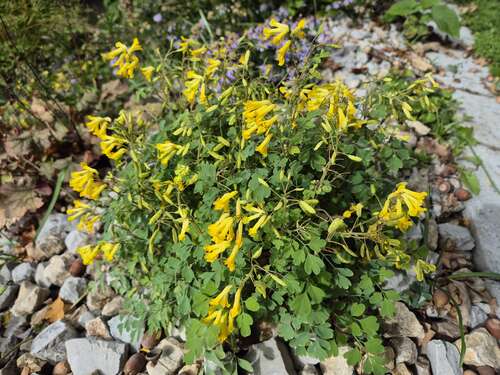 Bild von Corydalis lutea