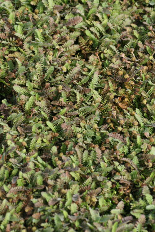 Bild von Leptinella squalida