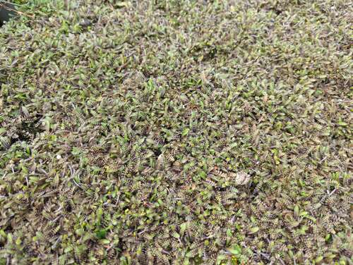 Bild von Braunes Fiederpolster