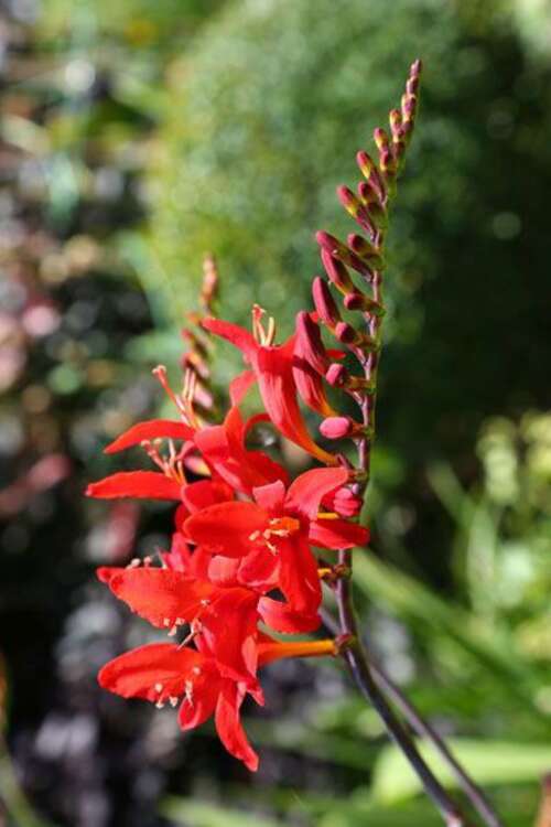 Bild von Crocosmia x-crocosmiflora Lucifer