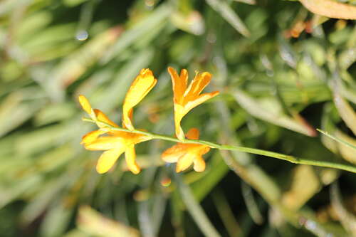 Bild von Crocosmia x-crocosmiflora Norwich Canary
