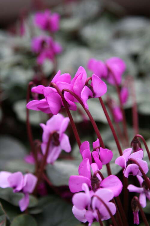 Bild von Frühlings-Alpenveilchen