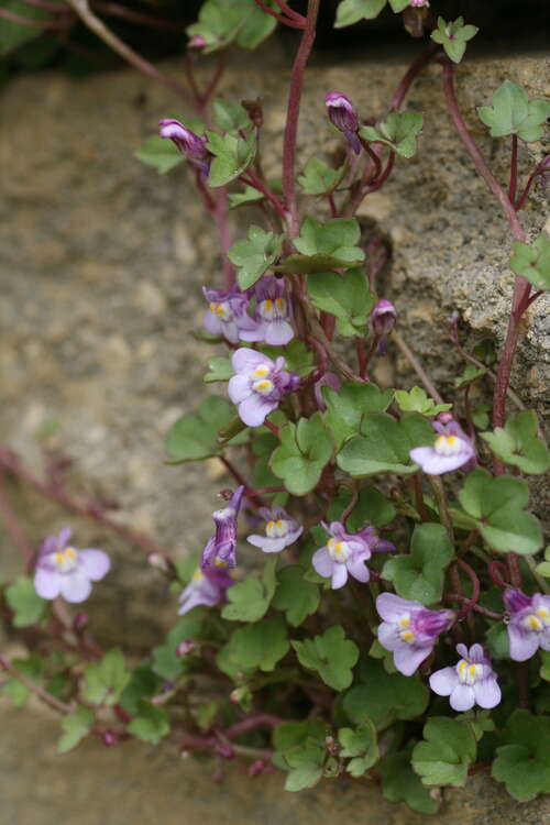 Bild von Mauer-Zimbelkraut