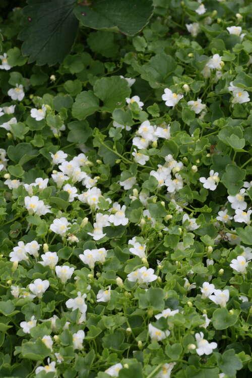 Bild von Cymbalaria pallida Taggle