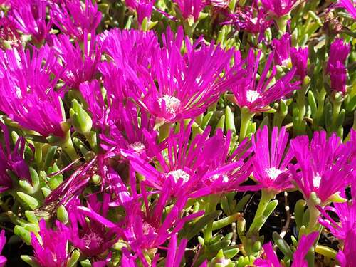 Bild von Oranje-Stauden-Mittagsblume