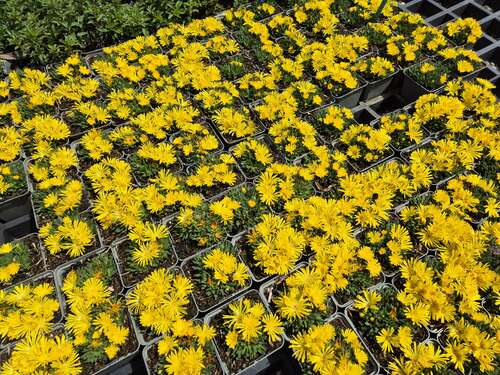 Bild von Delosperma congestum