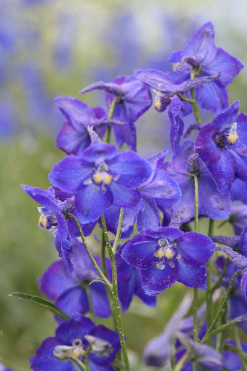 Bild von Delphinium x-belladonna Atlantis