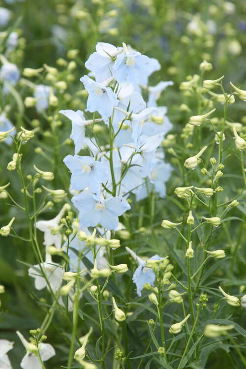 Bild von Delphinium x-belladonna Ballkleid