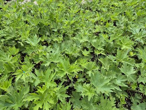 Bild von Delphinium belladonna Bellamosum
