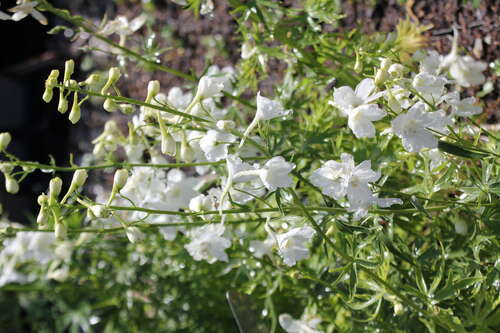 Bild von Delphinium x-belladonna Casa Blanca