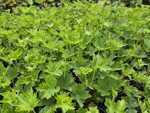 Bild von Verzweigter Garten-Rittersporn