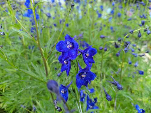 Bild von Delphinium x-belladonna Kl.-Nachtmusik