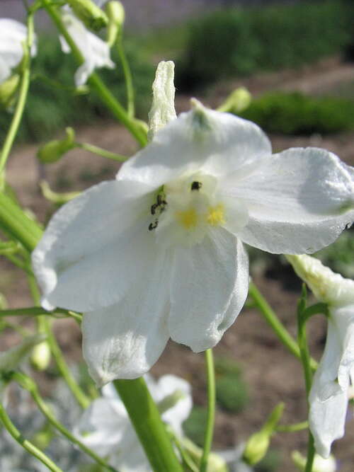 Bild von Delphinium x-belladonna Moerheimii