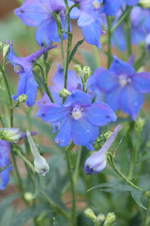 Bild von Verzweigter Garten-Rittersporn
