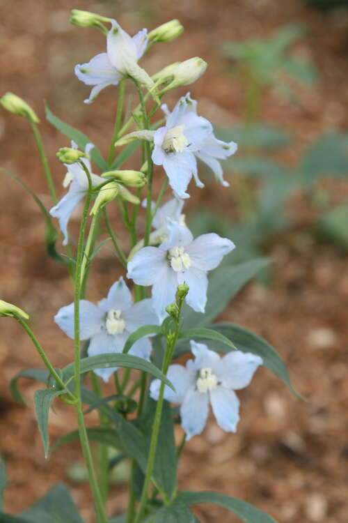 Bild von Delphinium x-elatum Gletscherwasser