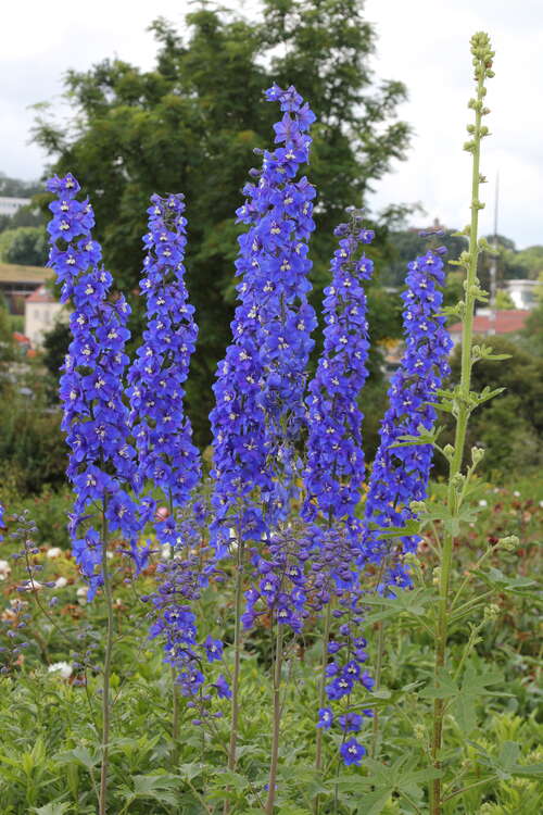 Bild von Delphinium x-elatum Lanzenträger