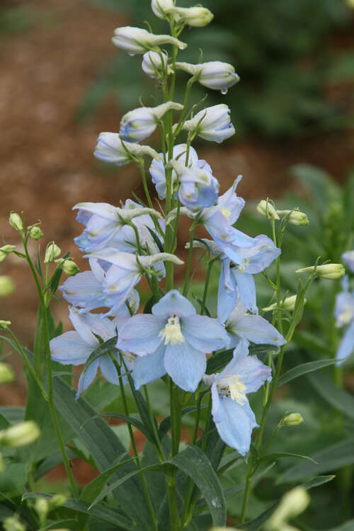 Bild von Delphinium x-elatum Merlin