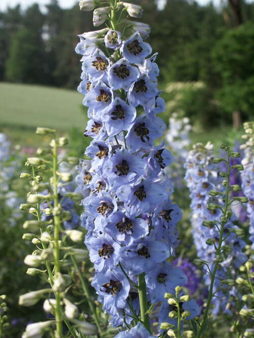 Bild von Hoher Garten-Rittersporn