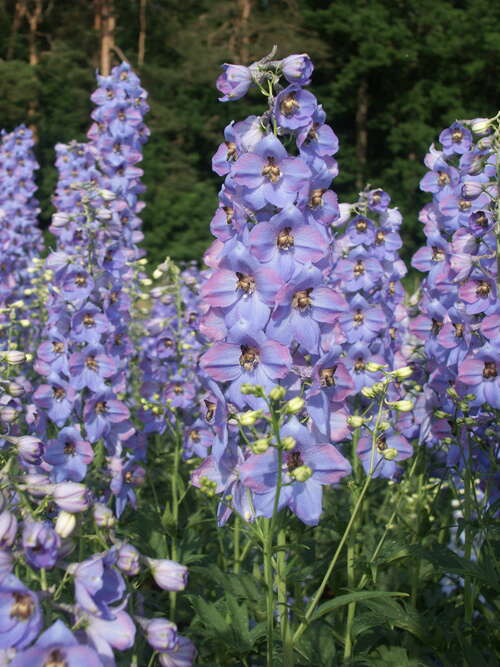 Bild von Delphinium x-elatum Ouvertre