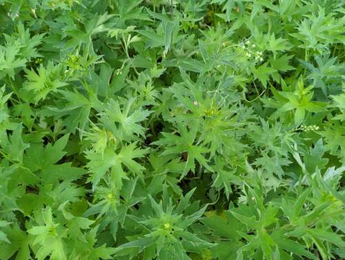 Bild von Delphinium x-elatum Sommerhimmel