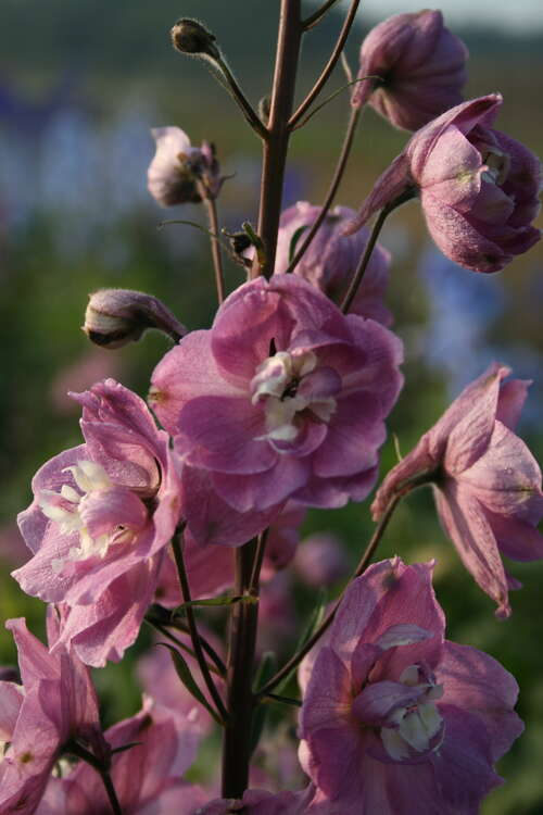 Bild von Delphinium x-elatum Strawb.-Fair