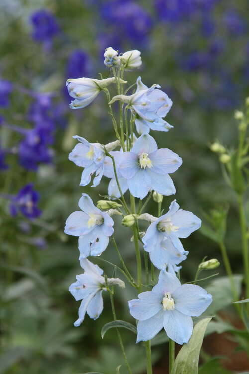 Bild von Delphinium x-elatum Sommerwind