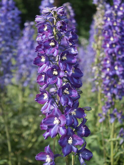 Bild von Delphinium x-elatum Sternennacht
