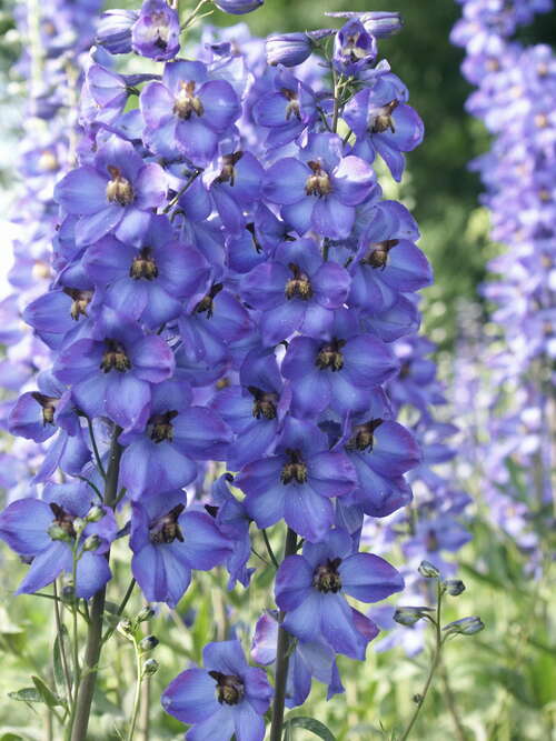 Bild von Hoher Garten-Rittersporn